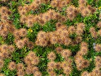 Piri piri burr - Acaena novae-zelandiae growing on heathland