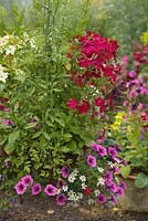 Hanging basket with Bidens 'Pirate's Pearl', Petunia surfina pink vein 'Suntosol' - PBR  AGM and Nicotiana and Ammi 'Graceland'