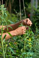 Gardener training and tying tomato plant - Solanum lycopersicum up a string tied down under grow bag