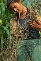 Gardener harvesting seed from a single plant of the previous crop of Ragged Jack Kale - Brassica napus - Pabularia Group