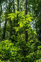 Aesculus hippocastanum - Horse Chestnut - young sapling