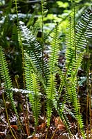 Blechnum spicant - Hard Fern