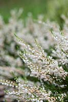 Calluna vulgaris 'Else frye'- Heather