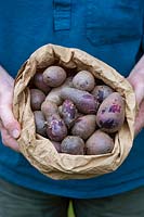 Solanum tuberosum - Gardener holding a bag of freshly dug shetland black potatoes