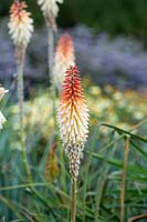Kniphofia thomsonii 'Toffee nosed' - Red-hot poker 