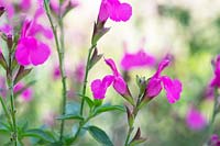 Salvia microphylla 'Trewithen cerise' - Mountain Sage 'Trewithen Cerise'