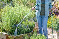 Woman watering at base of plants using a wand