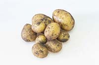 Solanum tuberosum 'Inova' - Potato 