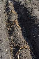Asparagus crowns spaced out for planting on the ridge in a prepared trench