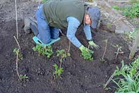 Dividing and replanting Rubus idaeus - Autumn fruiting Raspberries 