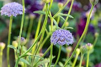 Trachymene coerulea - Blue Lace Flower 