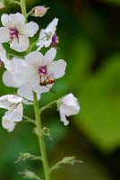 Hoverfly on Verbascum chaixii 'Album' - White nettle-leaved Mullein 