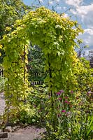 Metal archway planted with Humulus lupulus 'Aureus' and Clematis 'Madame Julia Correvon'. 