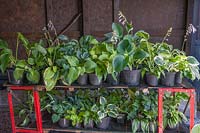 Potted Hosta varieties kept on shelves in the shade shed.