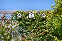 Three bird houses attached to the garage wall, surrounded by a variegated ivy climber.