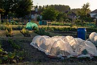 Village allotment plots on a spring evening, seedling and horticultural net tunnels protecting early sown crops from  marauding pigeons.