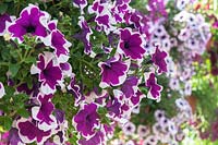 Petunia surfinia 'Saba II' in hanging container.