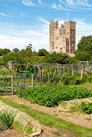Allotment beds with neglected fruit cage beyond - Orford, Suffolk