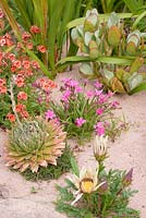 Exotic border with Aloe aristata, Gazania, Rhodohypoxis, Diascia and Crassula in a sand mulched bed at a private garden on Little Loch Broom, Wester Ross, Scotland. 