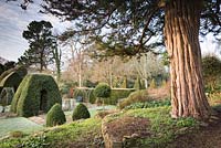 The trunk of an old yew catches morning sunlight at the Old Rectory, Netherbury, UK, framing the formal garden below of clipped box, bay and standard Portugese laurels.