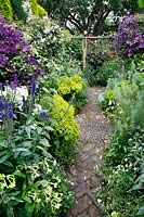 Looking down on paved brick and cobble path with colour themed beds of purple and yellow flowers, Clematis viticella 'Polish Spirit' add height 