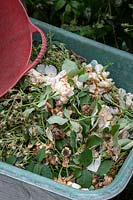 Deadheaded roses in a wheelbarrow. 