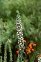 Digitalis trojana - Helen of Troy Foxglove