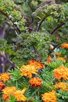 Brassica oleracea - Kale Redbor and Tagetes - Marigold 'Honeycomb'