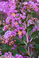 Lagerstroemia indica 'With Love Eternal'  - Crape Myrtle 'With Love Eternal'