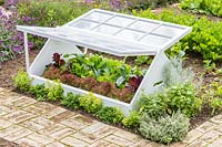 Cloche made from recycled window frames, selection of lettuce growing inside