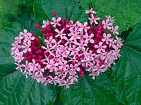 Clerodendrum bungei - Glory flower