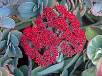 Crassula perfoliata var falcata 