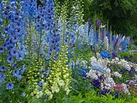 Delphiniums in border at Dumfries House Scotland