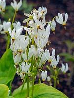 Dodecatheon meadia - Shooting star or American Cowslip