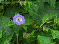 Nicandra physalodes - Apple of Peru 