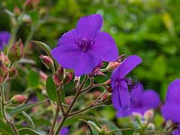 Tibouchina urvilleana -  Glory bush