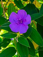 Tibouchina urvilleana - Glory bush