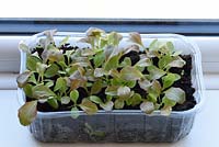 Lactuca sativa 'Red Salad Bowl' - Loose leaf lettuce growing in plastic container on windowsill for cut and come again salad leaves. 