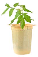 Solanum lycopersicum 'Riesling' - Young cherry plum tomato plant growing in yogurt pot 