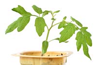 Solanum lycopersicum 'Riesling' - Young cherry plum tomato plant growing in yogurt pot
