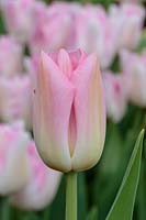 Tulipa 'Rosalie'