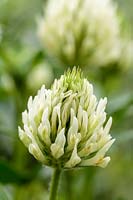 Trifolium ochroleucon - Sulphur clover