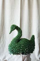 Ligustrum delavayanum swan shaped topiary