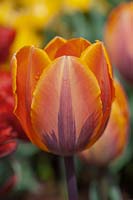 Tulipa 'Princess Irene'
