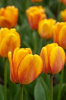 Tulipa ' Blushing Apeldoorn' 