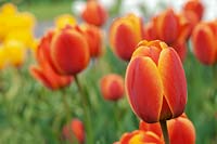 Tulipa 'Apeldoorn Elite' 