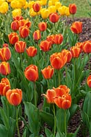Tulipa 'Apeldoorn Elite'