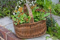 An old basket planted with Polyanthus 'Victoriana Gold Lace' - Primula Gold Laced Group