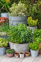 On the corner of a deck, an old tin washtub planted with varieties of mint including garden, black peppermint, curly, Morrocan, basil and Eau de Cologne.