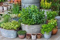 Old tin washtub planted with 6 varieties of mint